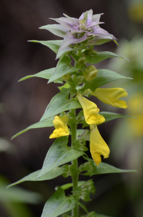 Fiore giallo foglie colorate da id. - Melampyrum sp.